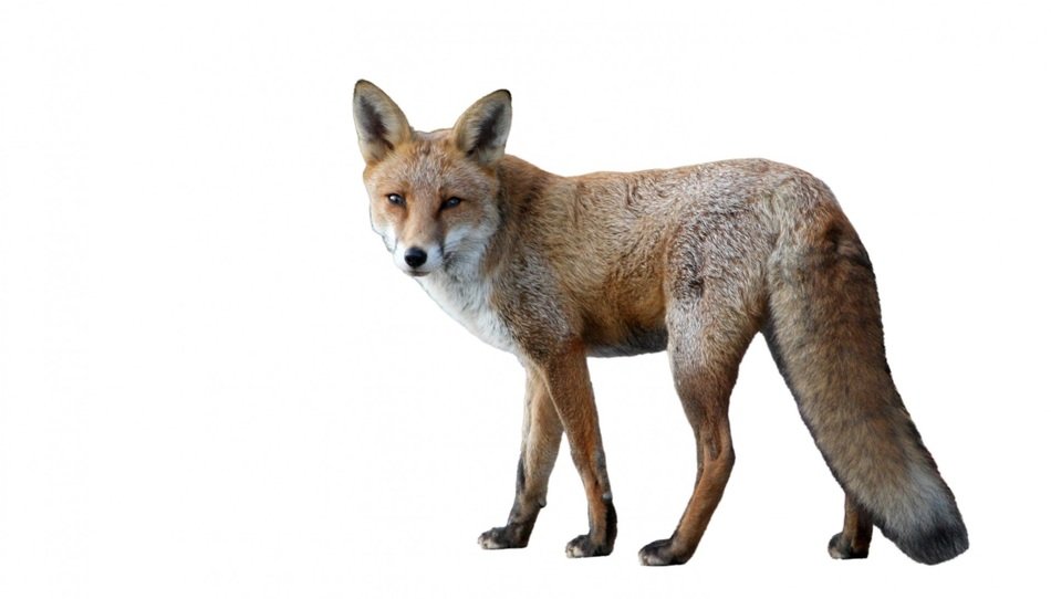 fox isolated white background