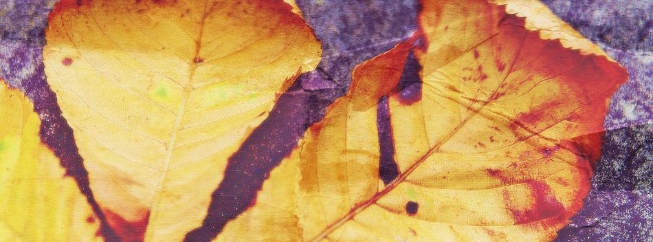 autumn leaf brown