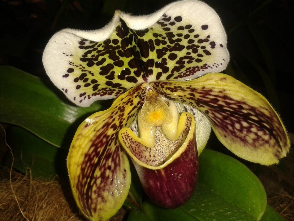 orchid flower exhibition pattern