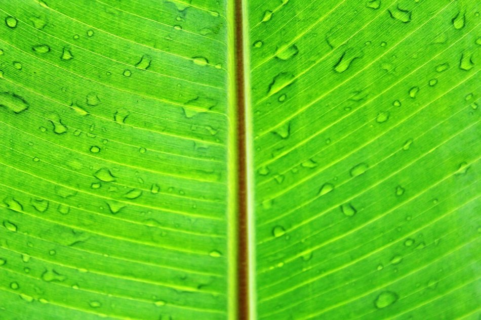 leaf macro green lush vibrant