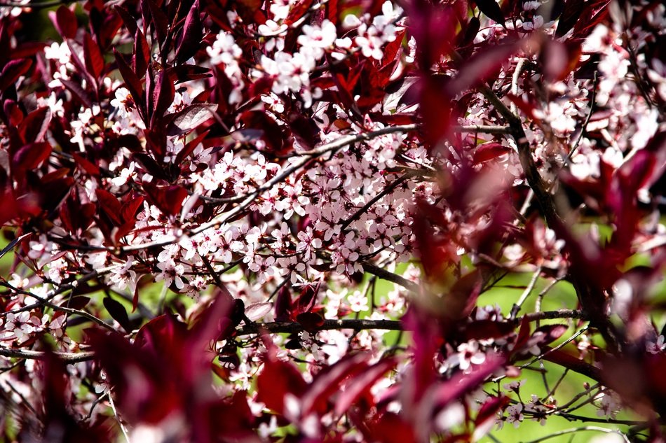 leaves red grass flowers spring