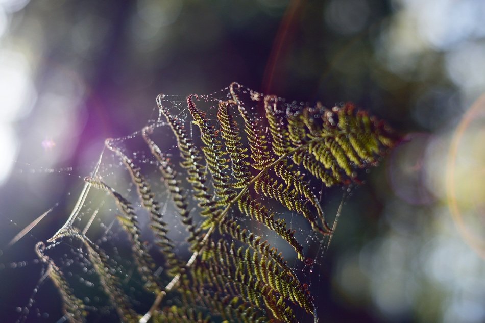 web fern spectrum prism nature