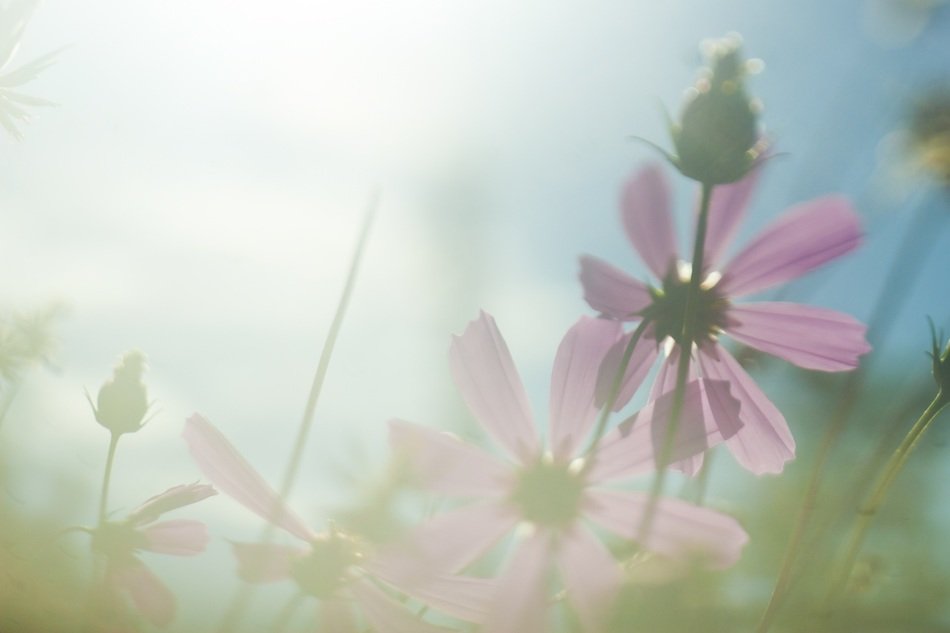 flowers sun light flower