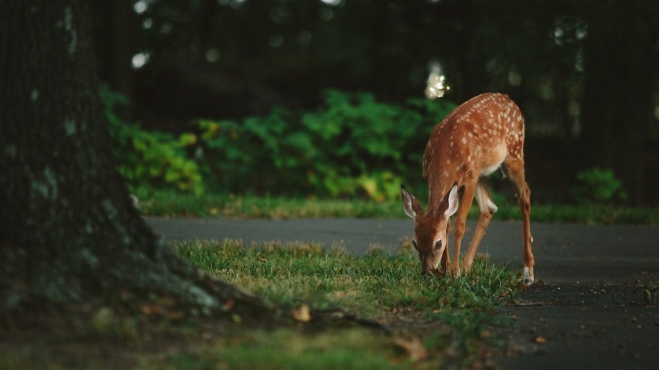animal deer wildlife park fauna