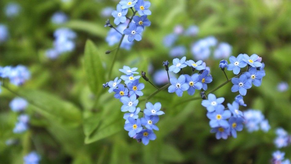 forget me not meadow blue plant