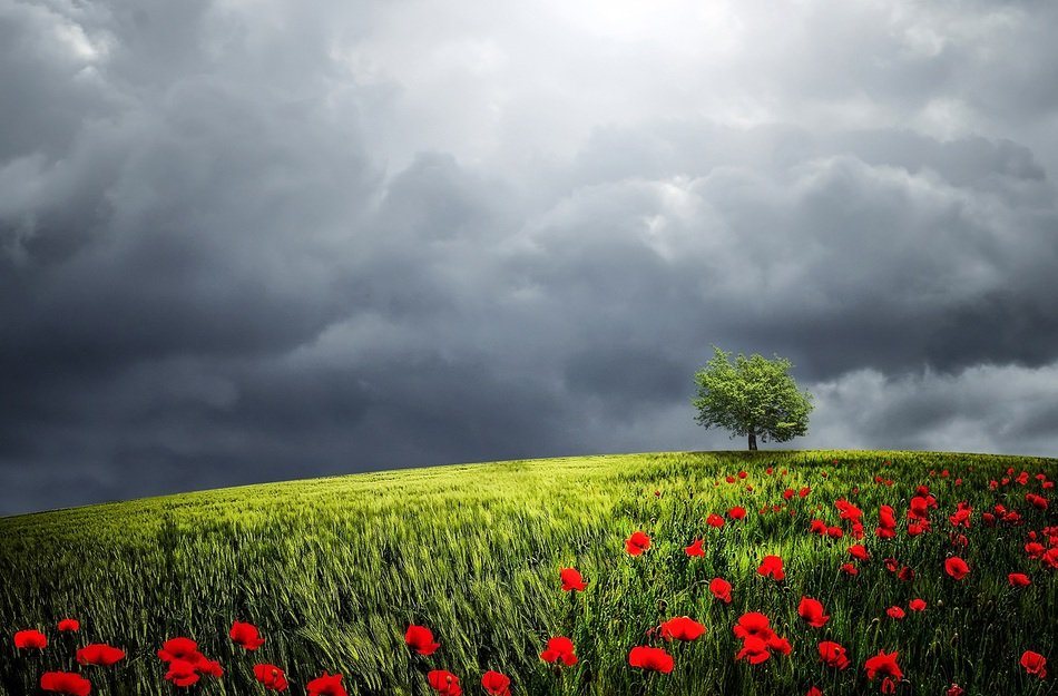 tree sunlight background relaxation