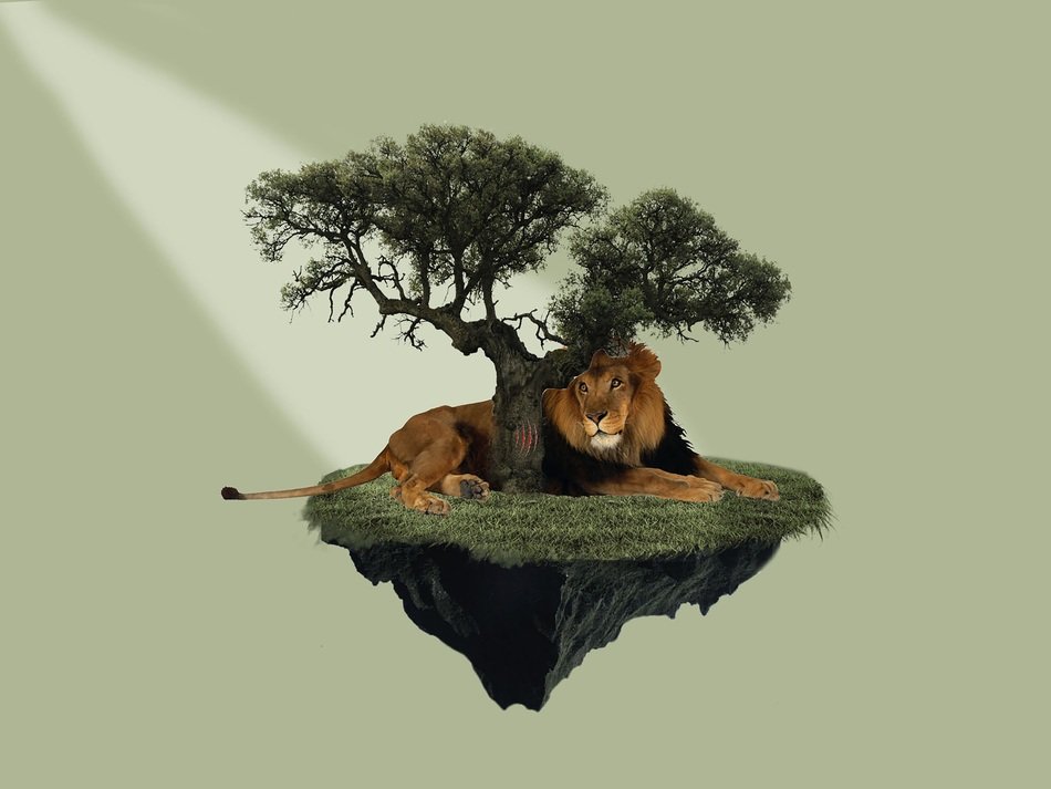 ajmal landscape nature animal