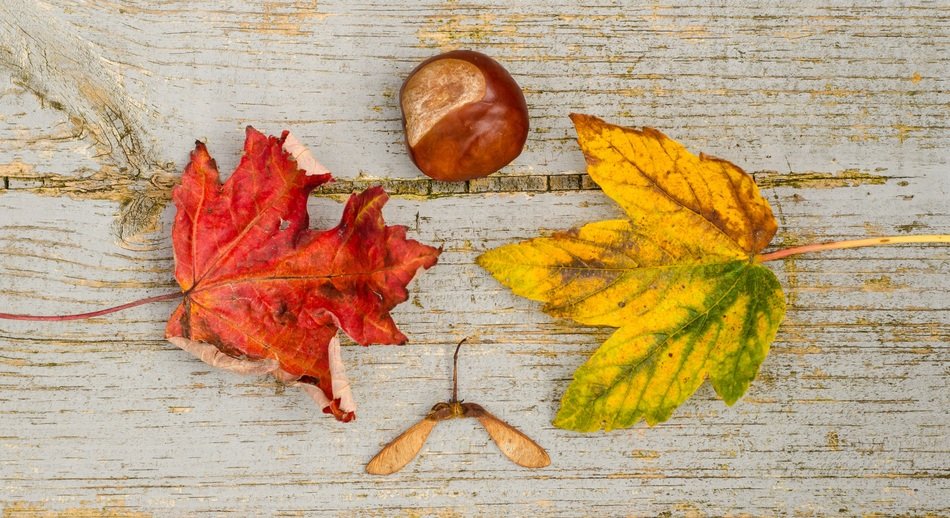 fall leafs chestnut red yellow