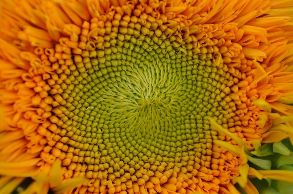 sun flower garden close