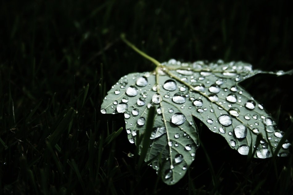 leaf maple water droplets wet