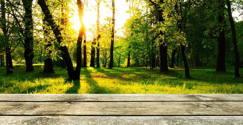background wood forest presentation