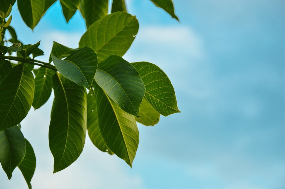 leaves tree blue clouds sky fresh