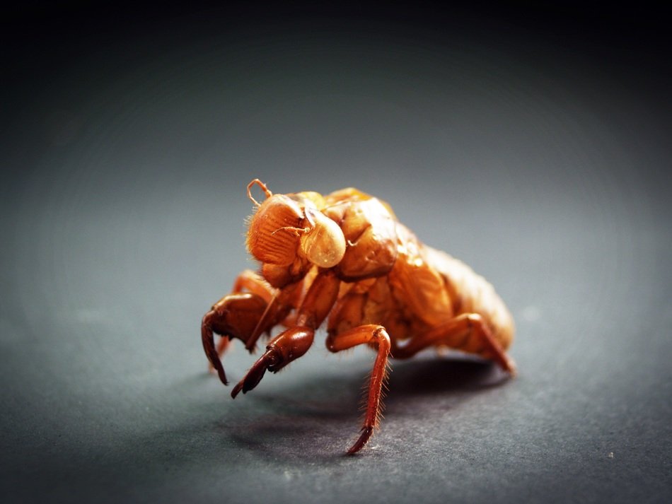 abstract age animal animalia