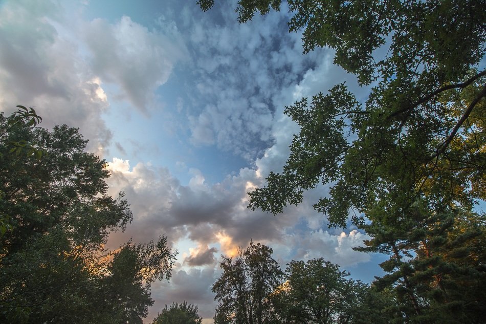 cloud sunset tree forest sky