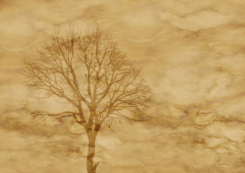 paper parchment tree kahl autumn