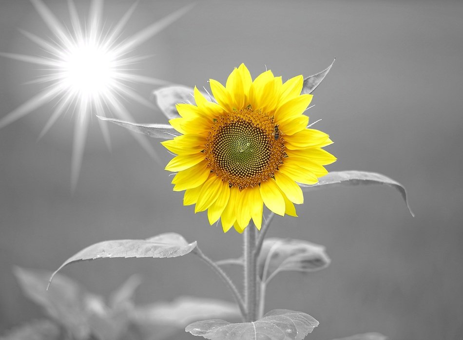 sunflower sunshine yellow summer