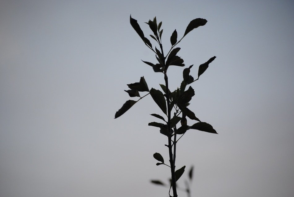 tree branch nature season green