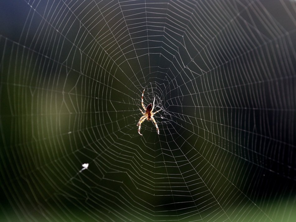 spider web arachnid insect horror