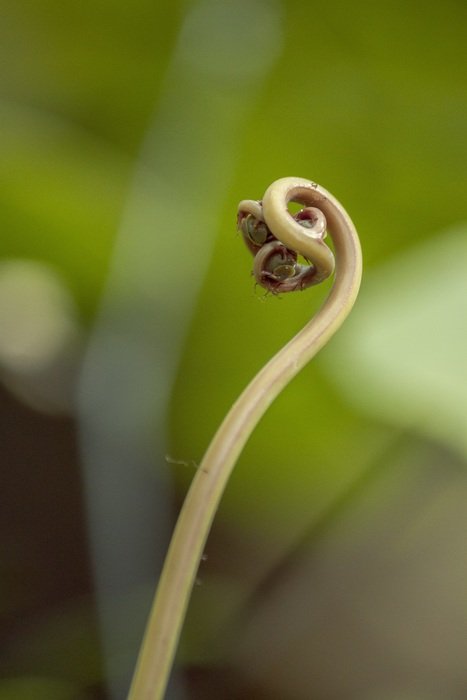 plant macro strange exotic