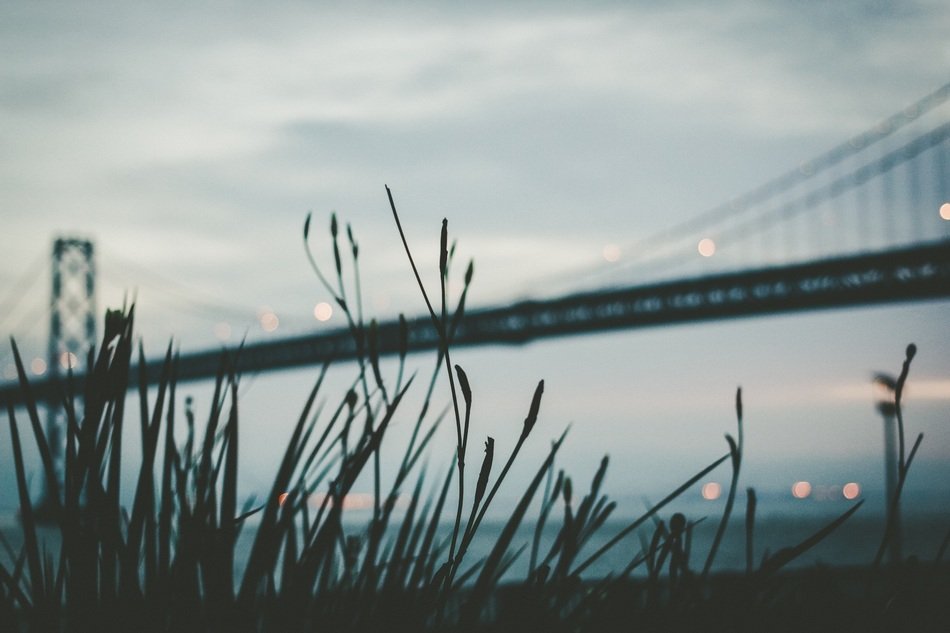 plant grass silhouette bridge