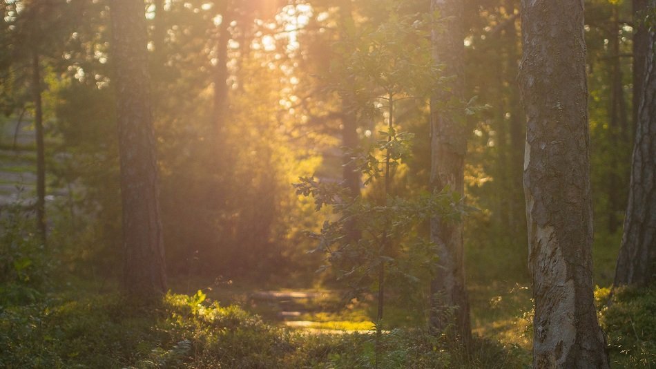 sunset forest tree nature