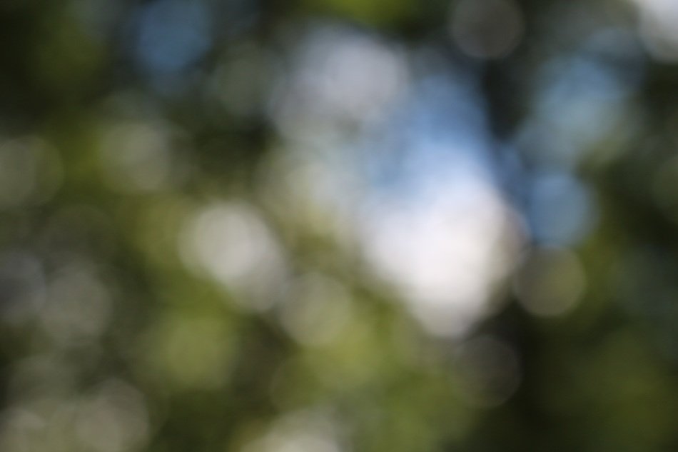 bokeh blurry background image green