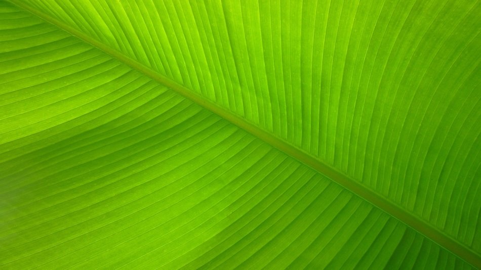 banana leaf lines fibers pattern