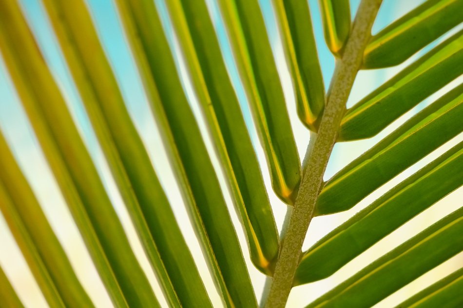plant leaf macro palm summer