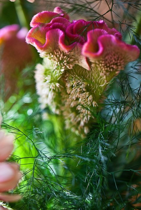 wavy celozja in a flower garden