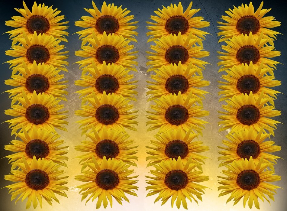 sunflower flowers series assembly