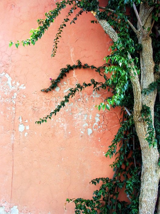 background stone wall pink tree