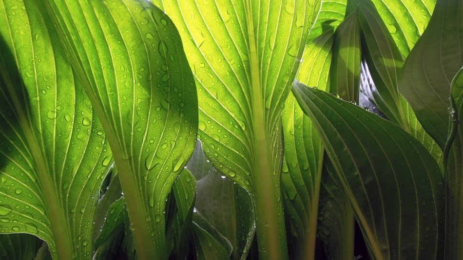 leaves wet rain drops plant green