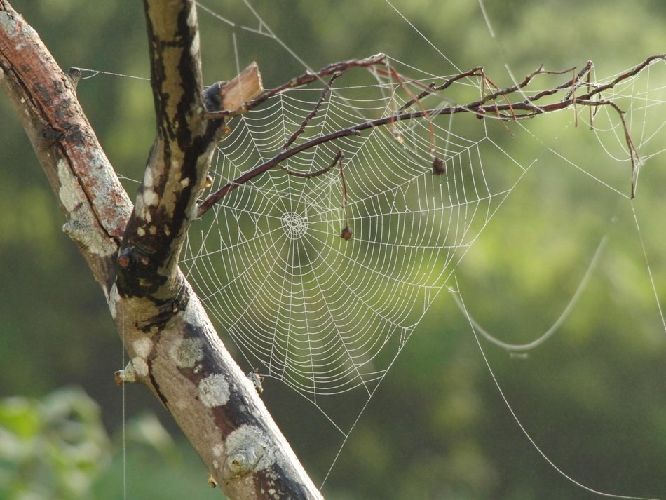 spider web tree branches pattern