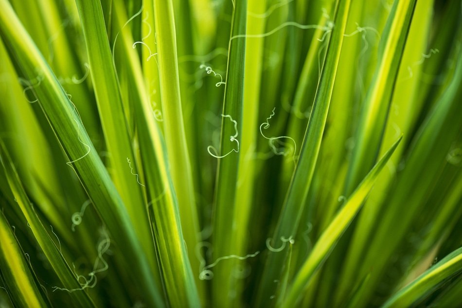 leaves green environmental flora