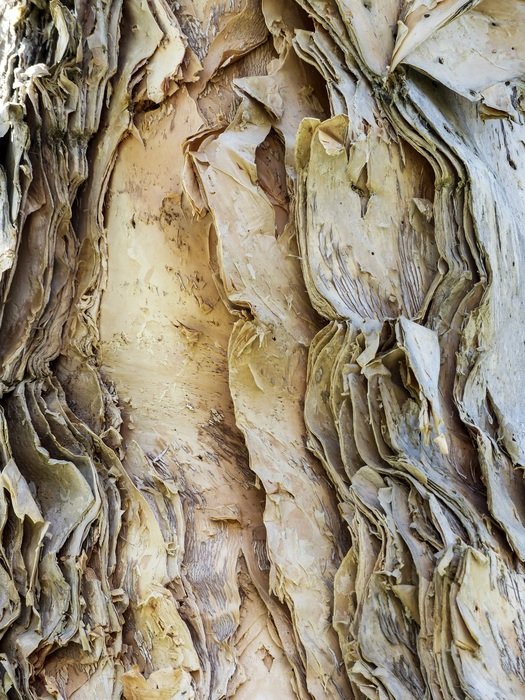 rough bark eucalyptus tree wood