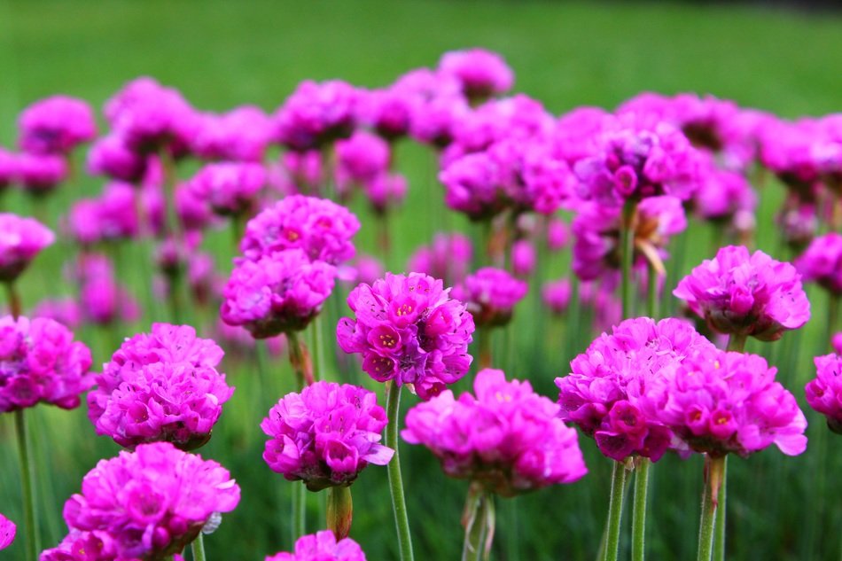 flowers pink purple violet green