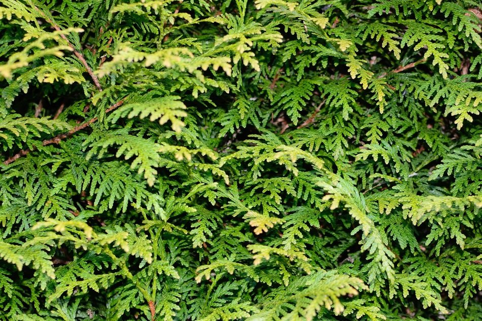 background texture pattern plant