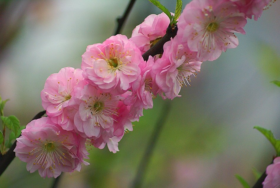 almond flowers twigs
