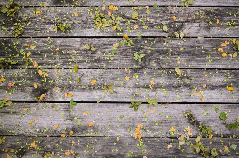 leaves wooden boards wood wall