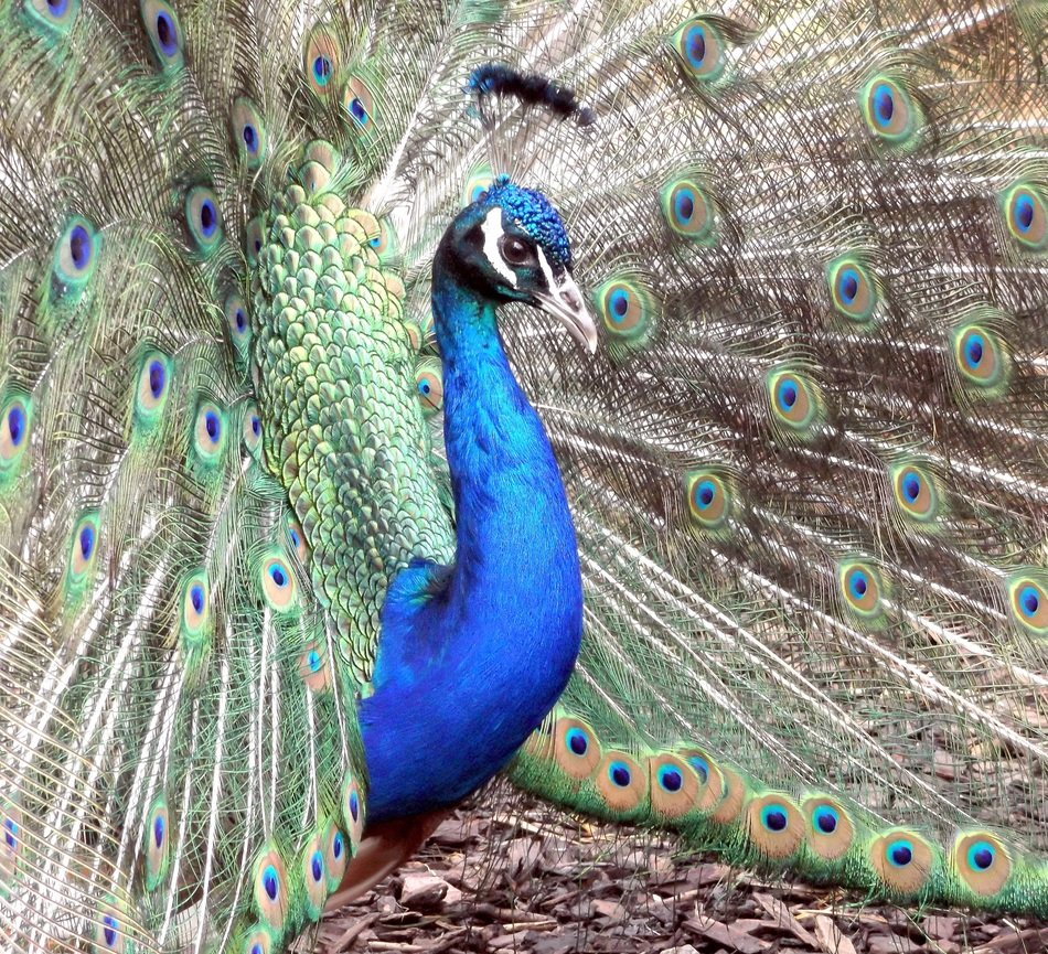 peacock bird plumage feather