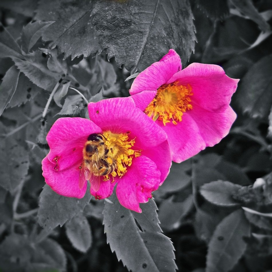 farbenspiel flower blossom bloom