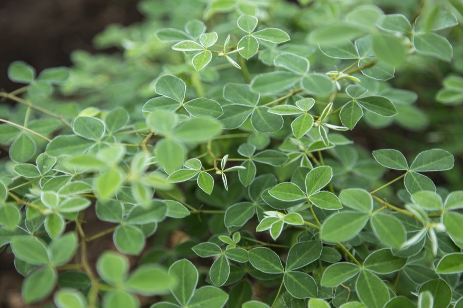 macro picture of fresh leaves