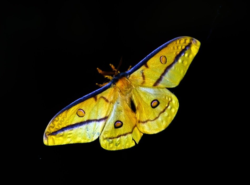 moth large insect yellow black