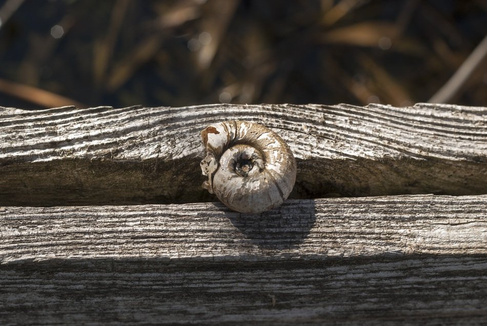 snail tree texture lines scallop
