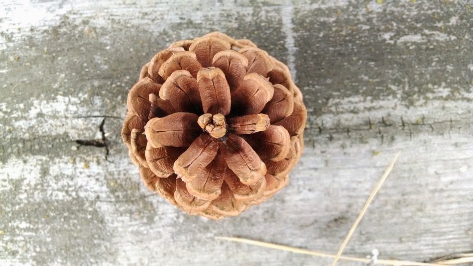 conifer cone pine