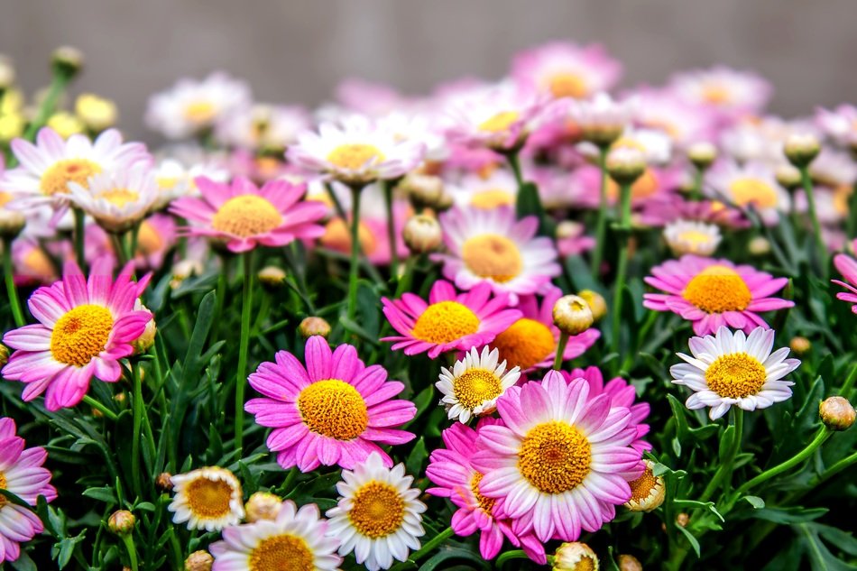 chrysanthemum pink blossom bloom