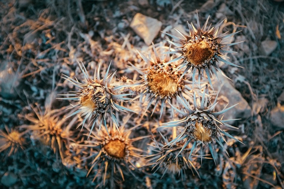 decay bloom nature botany botanist