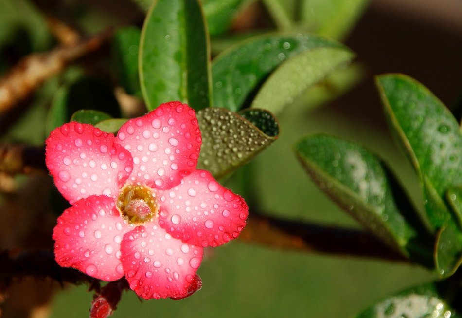 flower rosa desert yellow pink