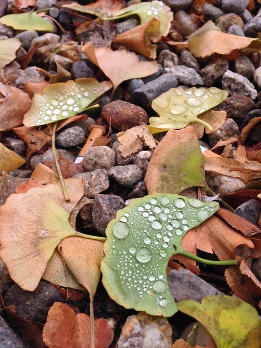 dew leaves leaf nature green
