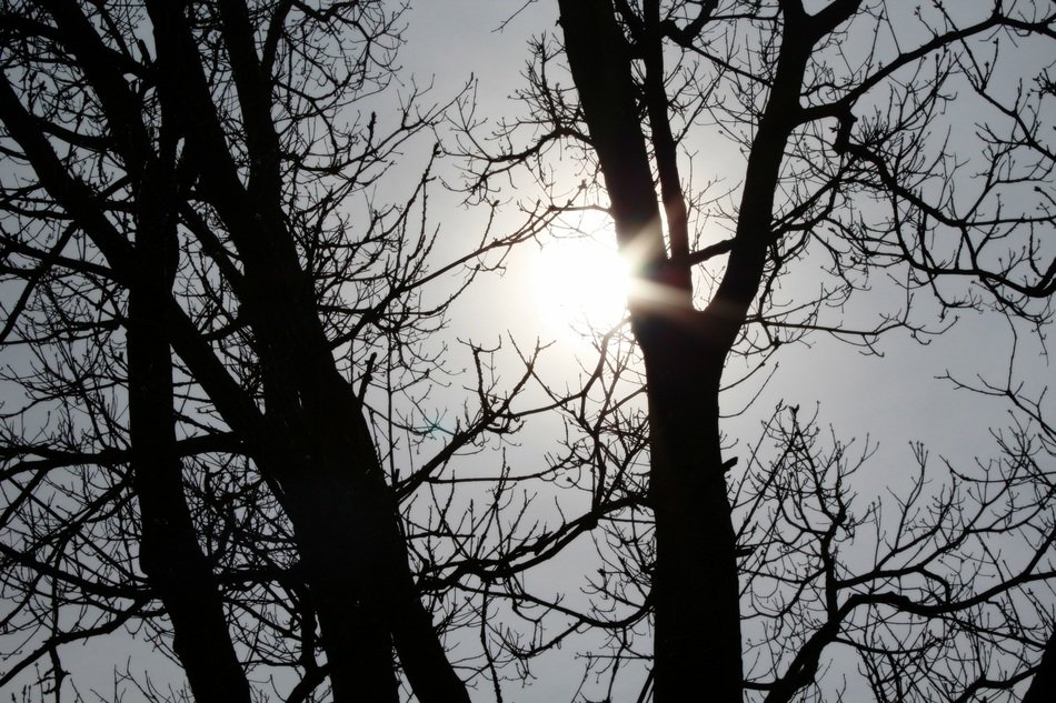 sun tree branches spring sky